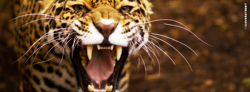 Jaguar Roaring  Facebook Cover