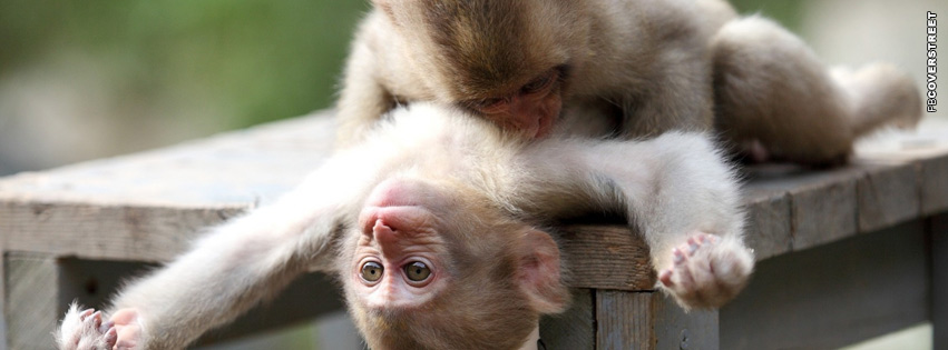 Monkey Playing Cover Photo  Facebook Cover