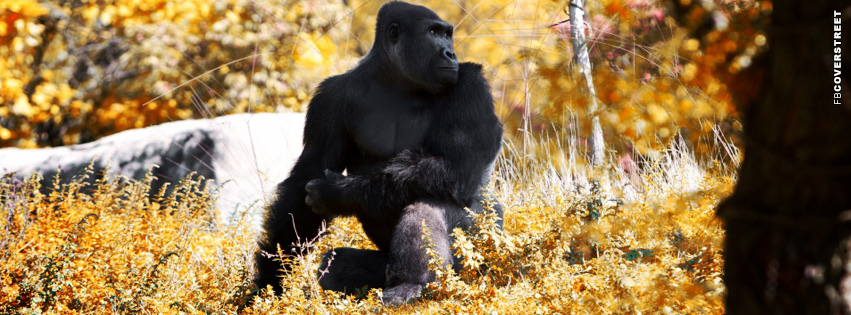 Gorilla Cover Photo  Facebook Cover
