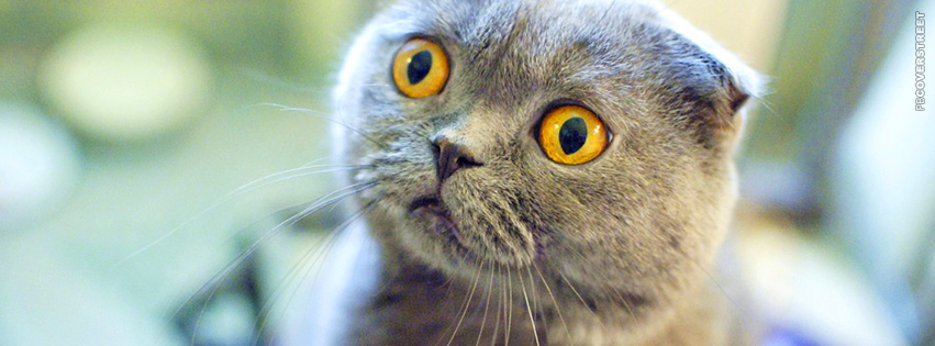 Worried Cute Big Eyed Cat  Facebook Cover