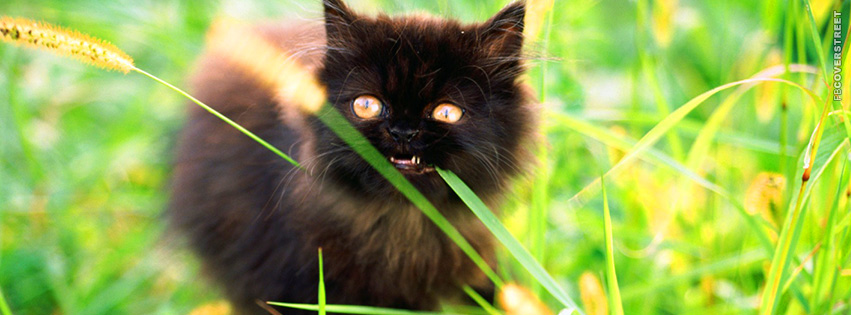 Crazy Lookin Cute Black Kitten  Wallpaper