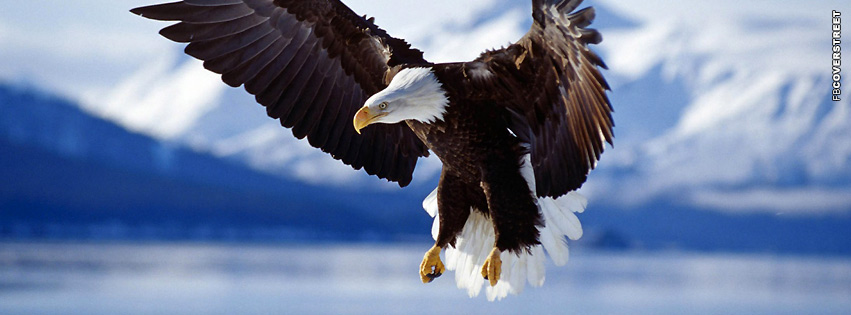 Eagle Bald Eagle Photo Cover  Wallpaper