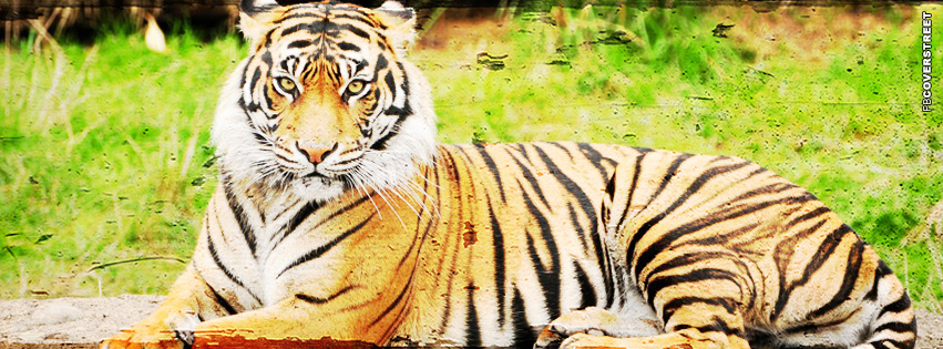 Tiger Sitting Grunge  Wallpaper