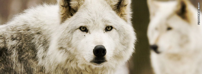 Wolves White Cover  Wallpaper
