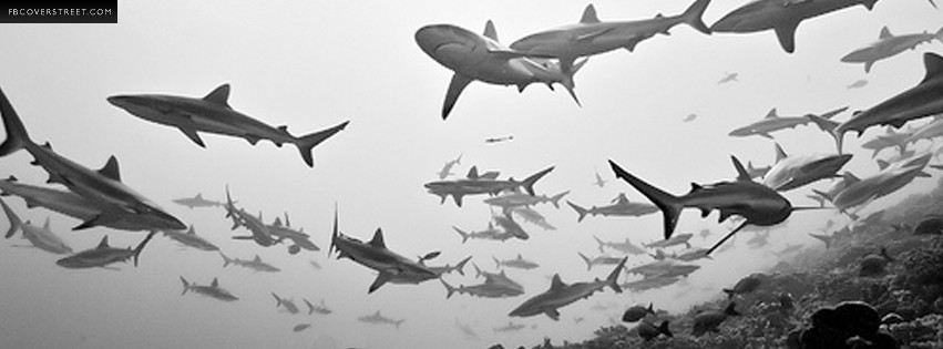 Dun Dun Dun Swimming Sharks  Wallpaper