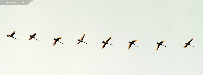 Flock of Birds Wallpaper