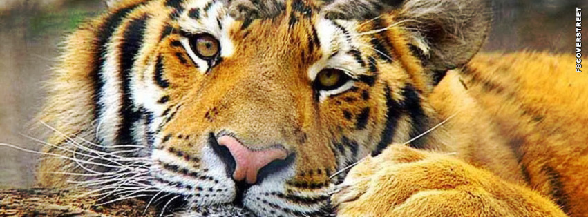 Resting Tiger Cover  Wallpaper