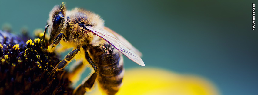 Bee Pollen  Wallpaper
