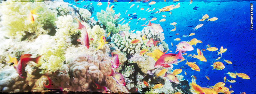Coral Reef Photo  Wallpaper