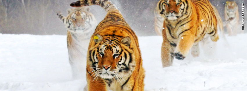 Winter Tigers Running  Wallpaper