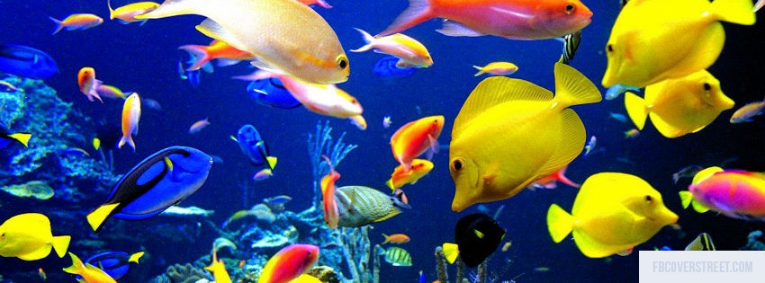 Beautiful Fishes Wallpaper