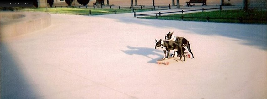 2 Dogs Skateboarding  Wallpaper