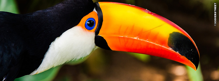 Toucan Bird  Wallpaper