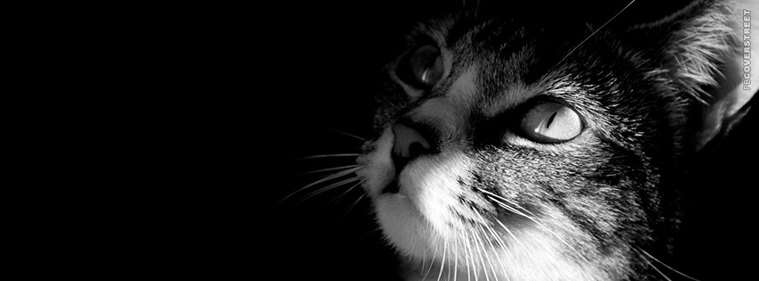 Cat Staring Upwards  Wallpaper