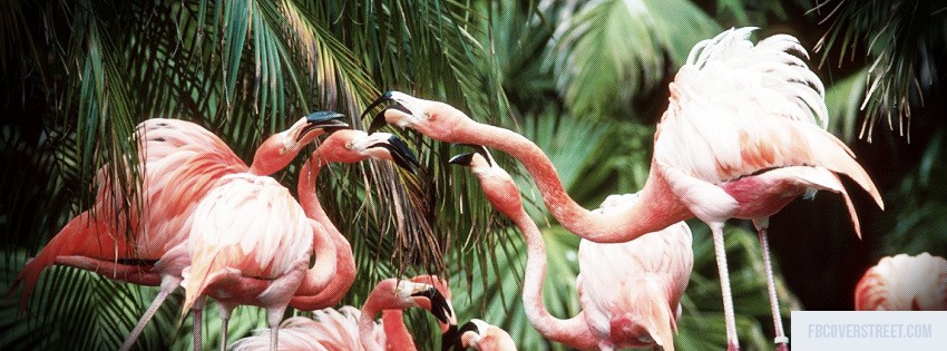 Flamingos Wallpaper