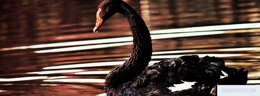Swimming Black Swan Wallpaper