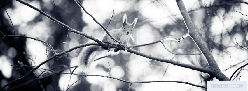 Cute Squirrel Wallpaper