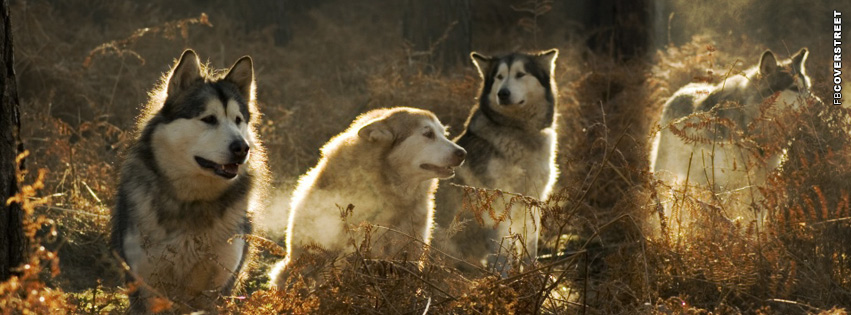 Huskies Grouped Cover  Wallpaper