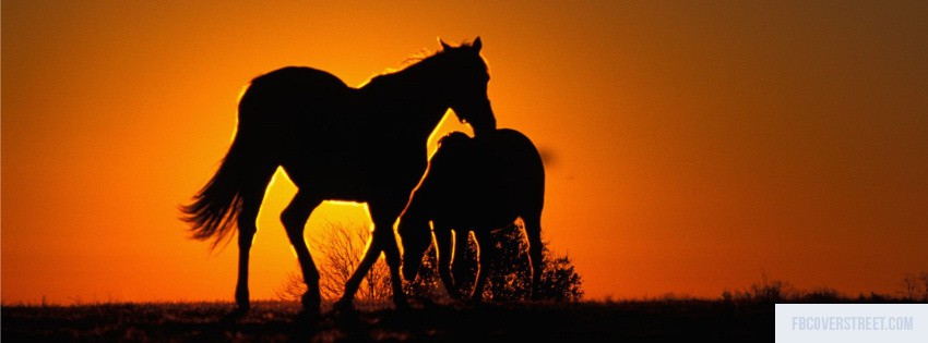 Wild Horses Wallpaper