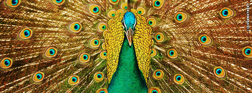 Peacock Cover FB  Wallpaper