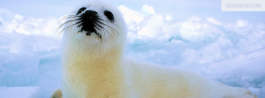 Baby Seal 2 Wallpaper