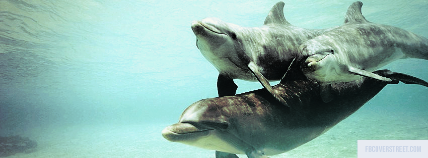 Dolphins Wallpaper