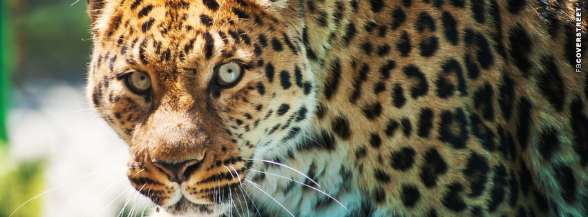 Glaring Leopard  Wallpaper