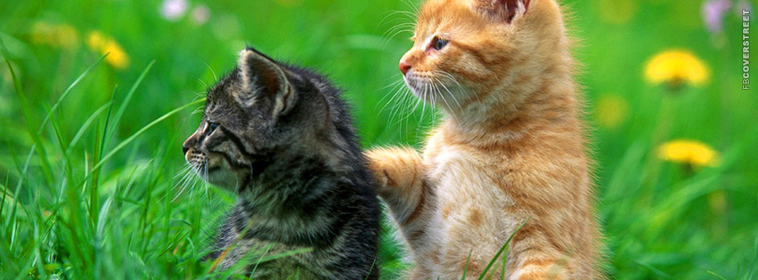 Curious Sweet Little Kittens  Wallpaper