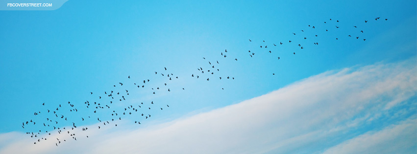 Flock of Birds 2 Wallpaper