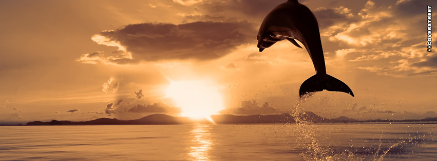 Dolphin Jumping Out of The Water  Wallpaper