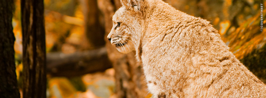 Bobcat  Wallpaper