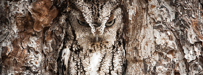 Camoflauge Owl  Wallpaper