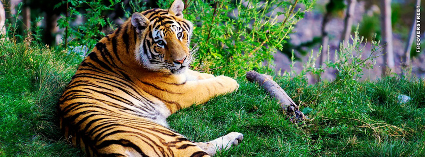 Tiger Resting Cover Photo  Wallpaper