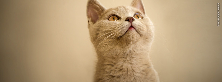 Cat Looking  Wallpaper