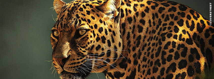 Old Leopard Cover  Wallpaper