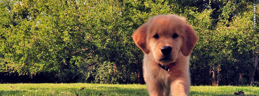 Puppy Cute Cover Photo  Wallpaper