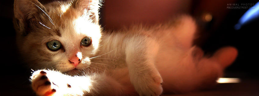 Cute Kitten Wallpaper