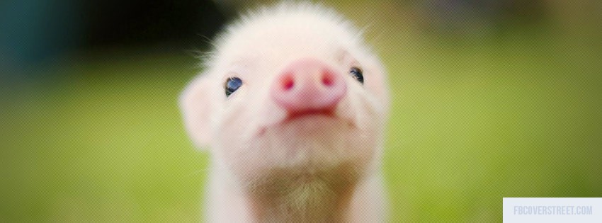 Cute Piglet Wallpaper