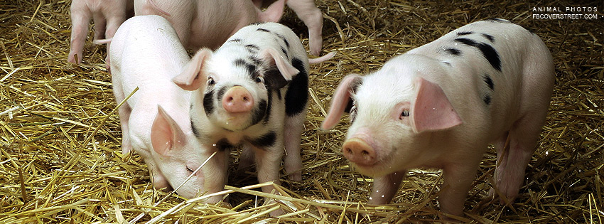 Cute Piglets Wallpaper