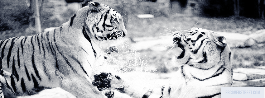 Wrestling Tigers Wallpaper