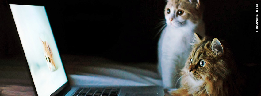 Cats Looking At Cats  Wallpaper