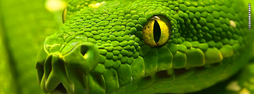 Snake Green Yellow Eye  Wallpaper