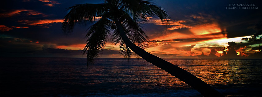 Tropical Sunset Palm Tree Wallpaper