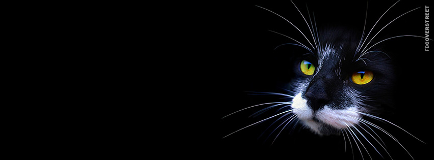 Black Cat With Huge Whiskers  Wallpaper