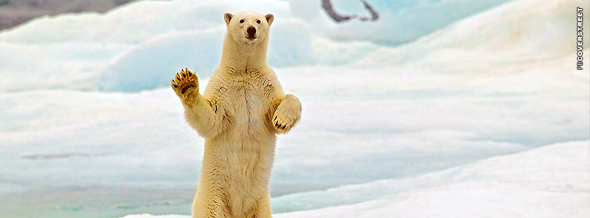 Polar Bear Waving  Wallpaper