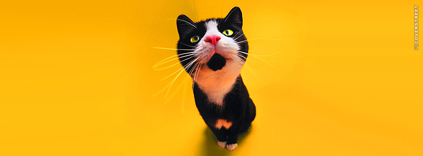 Cat Waiting Minimal  Wallpaper