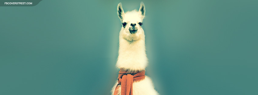 A Llama In A Scarf Picture