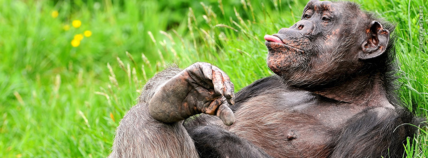This Monkey Gives No Fucks  Picture