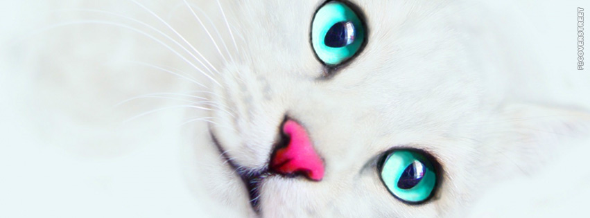Blue Eyed White Cat  Wallpaper