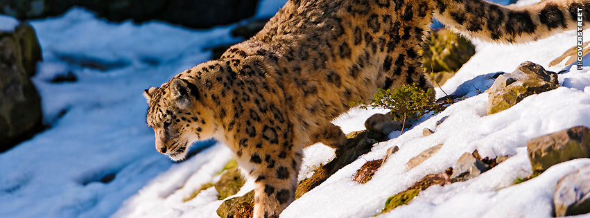 Leopard Snow Leopard Cover  Wallpaper